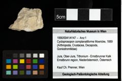 Foto (Objekt + Etiketten) von Cycloprosopon complanatiforme (Moericke, 1889) 